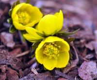 Bright golden yellow goblets and bronze young foliage